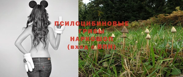 прущие грибы Медногорск